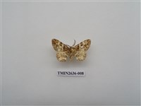 藏品(尺蛾163)的圖片